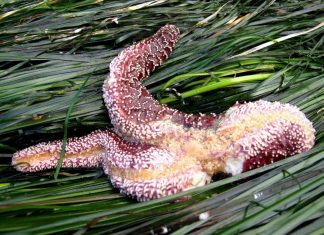 Study: A rising tide of marine disease? How parasites respond to a warming world Study: A rising tide of marine disease? How parasites respond to a warming world