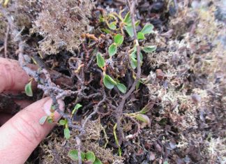 Study: A tiny arctic shrub reveals secrets of plant growth on Svalbard Study: A tiny arctic shrub reveals secrets of plant growth on Svalbard