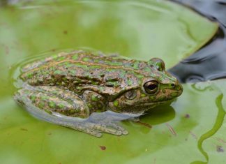 Study: Alien frog invasion wreaks havoc on natural habitat Study: Alien frog invasion wreaks havoc on natural habitat