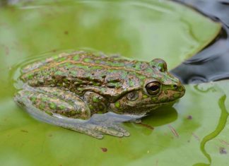 Study: Alien frog invasion wreaks havoc on natural habitat