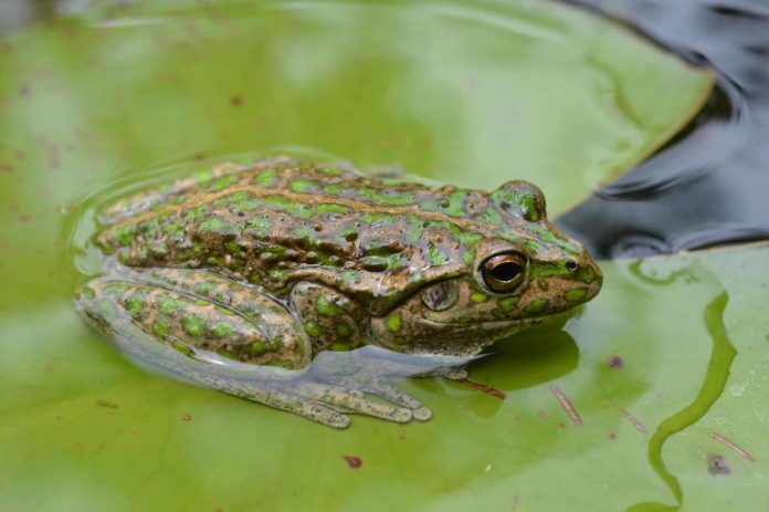 Study: Alien frog invasion wreaks havoc on natural habitat