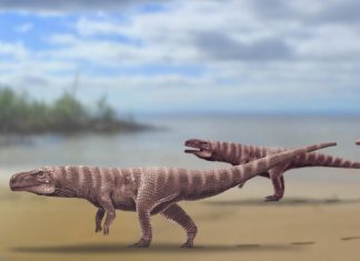 Study: Ancient crocodiles walked on two legs like dinosaurs Study: Ancient crocodiles walked on two legs like dinosaurs