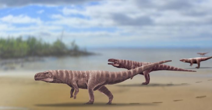 Study: Ancient crocodiles walked on two legs like dinosaurs