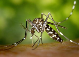 Study: Asian tiger mosquito gains ground in Illinois Study: Asian tiger mosquito gains ground in Illinois