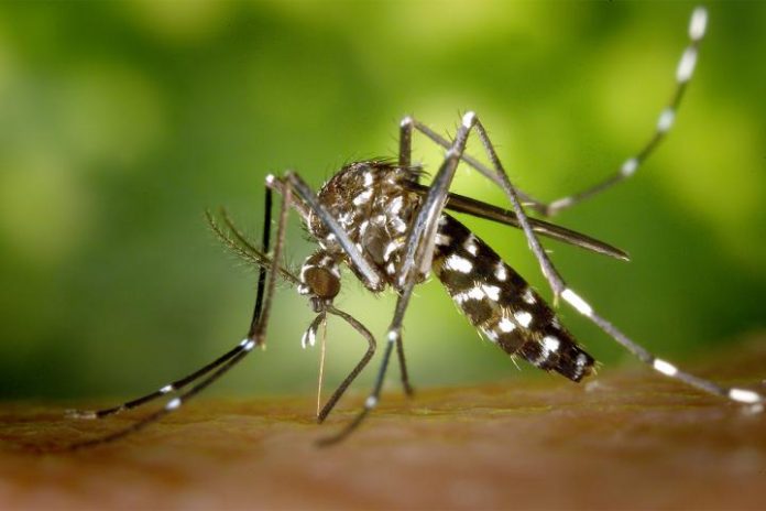 Study: Asian tiger mosquito gains ground in Illinois