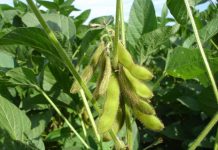 Study: Bioactive natural compounds for the fight against cancer Study: Bioactive natural compounds for the fight against cancer