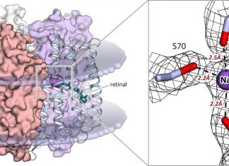 Study: Biophysicists reveal how optogenetic tool works Study: Biophysicists reveal how optogenetic tool works