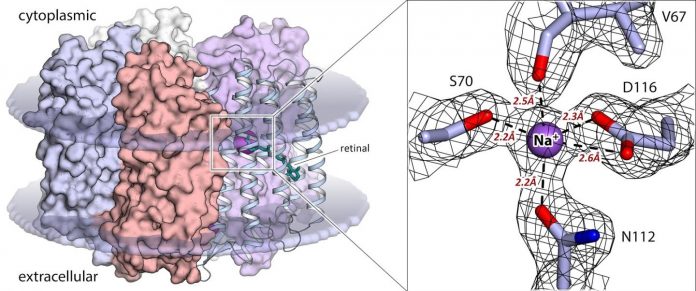 Study Biophysicists reveal how optogenetic tool works Study: Biophysicists reveal how optogenetic tool works