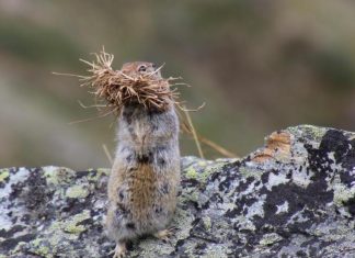 Study: Conserving biodiverse ‘slow lanes’ in a rapidly changing world Study: Conserving biodiverse 'slow lanes' in a rapidly changing world