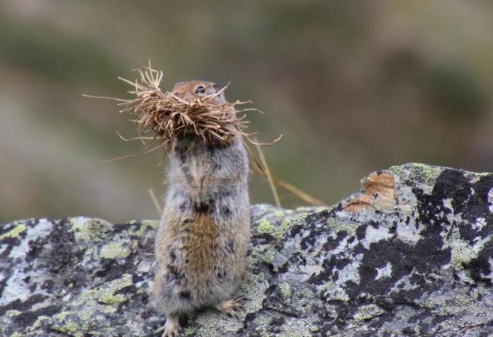 Study: Conserving biodiverse 'slow lanes' in a rapidly changing world
