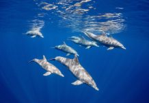 Study: Dolphins learn foraging skills from peers Study: Dolphins learn foraging skills from peers