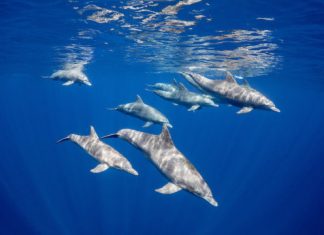 Study: Dolphins learn foraging skills from peers Study: Dolphins learn foraging skills from peers