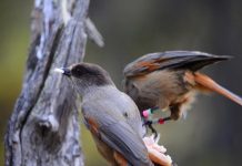 Study: Extended parenting helps young birds grow smarter Study: Extended parenting helps young birds grow smarter