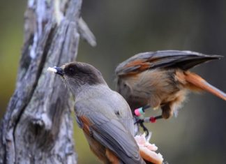 Study: Extended parenting helps young birds grow smarter Study: Extended parenting helps young birds grow smarter