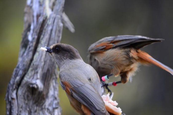 Study: Extended parenting helps young birds grow smarter