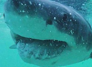Study: Great white shark diet surprises scientists