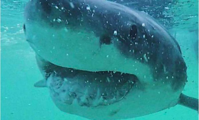Study: Great white shark diet surprises scientists