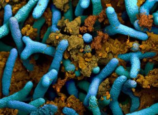 Study: How bacteria fertilize soya Study: How bacteria fertilize soya