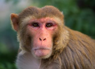 Study: Humans and monkeys show similar thinking patterns Study: Humans and monkeys show similar thinking patterns