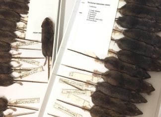 Study: Mice are shrinking, but are climate change and cities to blame? Study: Mice are shrinking, but are climate change and cities to blame?