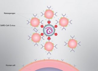Study: Nanosponges could intercept coronavirus infection