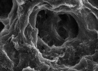 Study: Nature-imitating coating makes batteries more durable and efficient Study: Nature-imitating coating makes batteries more durable and efficient