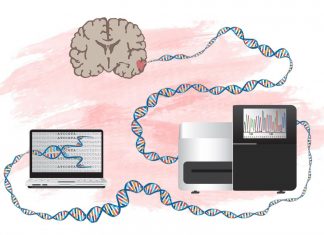 Study: New method to identify genes that can drive development of brain tumors Study: New method to identify genes that can drive development of brain tumors