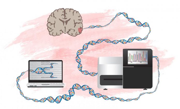 Study: New method to identify genes that can drive development of brain tumors