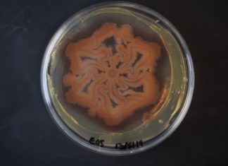 Study: New technique for engineering living materials and patterns Study: New technique for engineering living materials and patterns