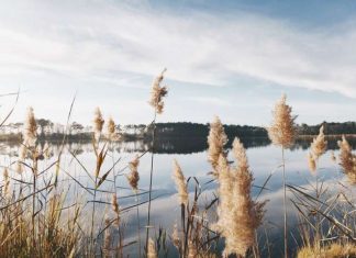 Study: PFAS present throughout the Yadkin-Pee Dee river food chain Study: PFAS present throughout the Yadkin-Pee Dee river food chain