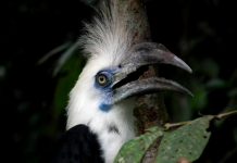 Study: Protecting natural forest in oil palm plantations crucial for conservation Study: Protecting natural forest in oil palm plantations crucial for conservation