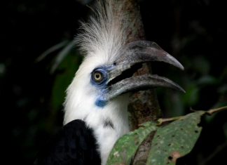 Study: Protecting natural forest in oil palm plantations crucial for conservation Study: Protecting natural forest in oil palm plantations crucial for conservation