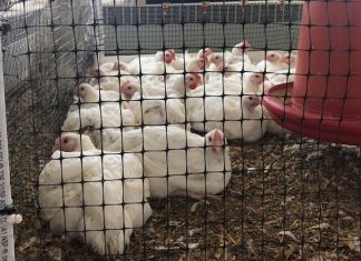 Study: Reusing chicken litter shows benefits Study: Reusing chicken litter shows benefits