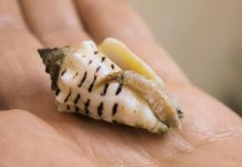 Study: Seafood helped prehistoric people migrate out of Africa Study: Seafood helped prehistoric people migrate out of Africa