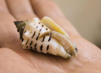 Study: Seafood helped prehistoric people migrate out of Africa Study: Seafood helped prehistoric people migrate out of Africa