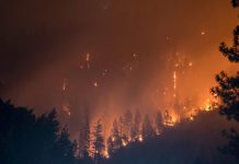 Study: Self-powered alarm fights forest fires, monitors environment Study: Self-powered alarm fights forest fires, monitors environment