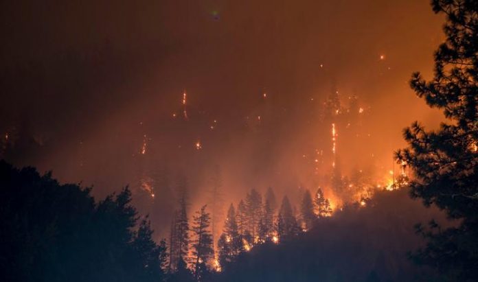 Study: Self-powered alarm fights forest fires, monitors environment