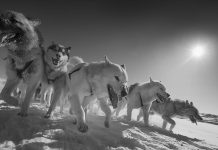 Study: Sled dogs are closely related to 9,500-year-old ‘ancient dog’ Study: Sled dogs are closely related to 9,500-year-old 'ancient dog'