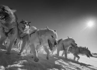 Study: Sled dogs are closely related to 9,500-year-old ‘ancient dog’ Study: Sled dogs are closely related to 9,500-year-old 'ancient dog'
