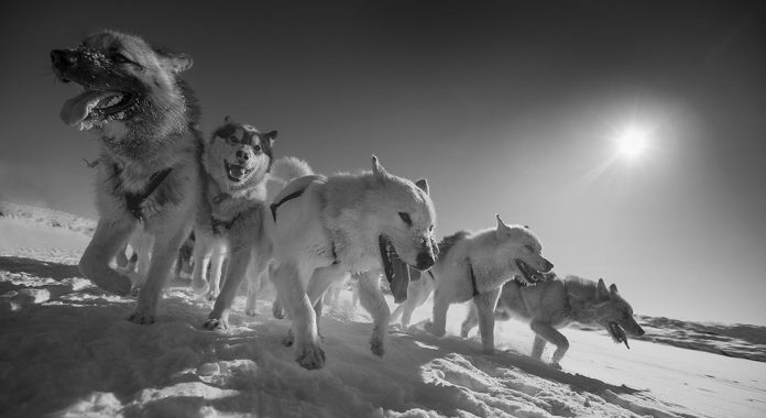 Study: Sled dogs are closely related to 9,500-year-old 'ancient dog'
