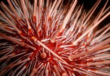 Study: Sugar-tagging helps drug compounds to target human prostate cancer cells Study: Sugar-tagging helps drug compounds to target human prostate cancer cells