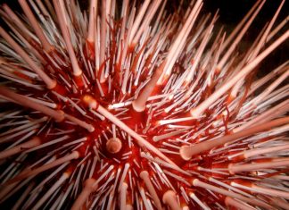 Study: Sugar-tagging helps drug compounds to target human prostate cancer cells Study: Sugar-tagging helps drug compounds to target human prostate cancer cells