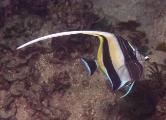 Study: Surviving a range shift due to climate change Study: Surviving a range shift due to climate change