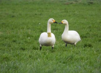 Study: Where have the swans gone? Study: Where have the swans gone?