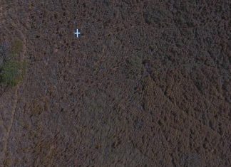 Study explores the impact of invasive grasses on South Texas landscapes Study explores the impact of invasive grasses on South Texas landscapes