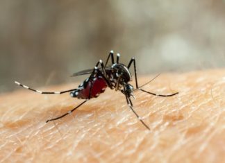 Scientists convert female mosquitoes to nonbiting males with implications for mosquito control