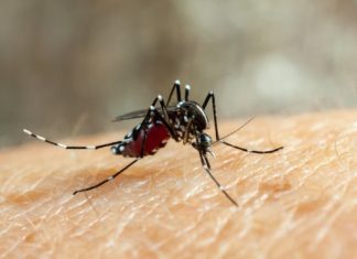 Scientists convert female mosquitoes to nonbiting males with implications for mosquito control Scientists convert female mosquitoes to nonbiting males with implications for mosquito control