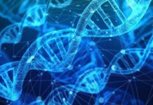 Scientists design artificial genes to sense cellular responses to drugs Scientists design artificial genes to sense cellular responses to drugs