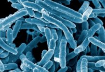 Scientists develop software to find drug-resistant bacteria Scientists develop software to find drug-resistant bacteria