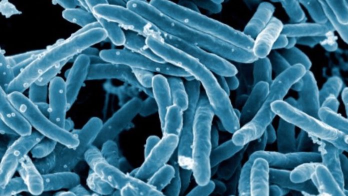 Scientists develop software to find drug-resistant bacteria